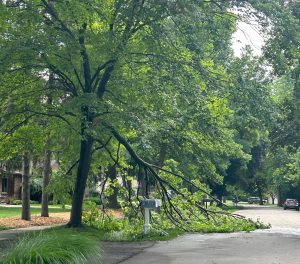 Fallen tree branch by mailbox
